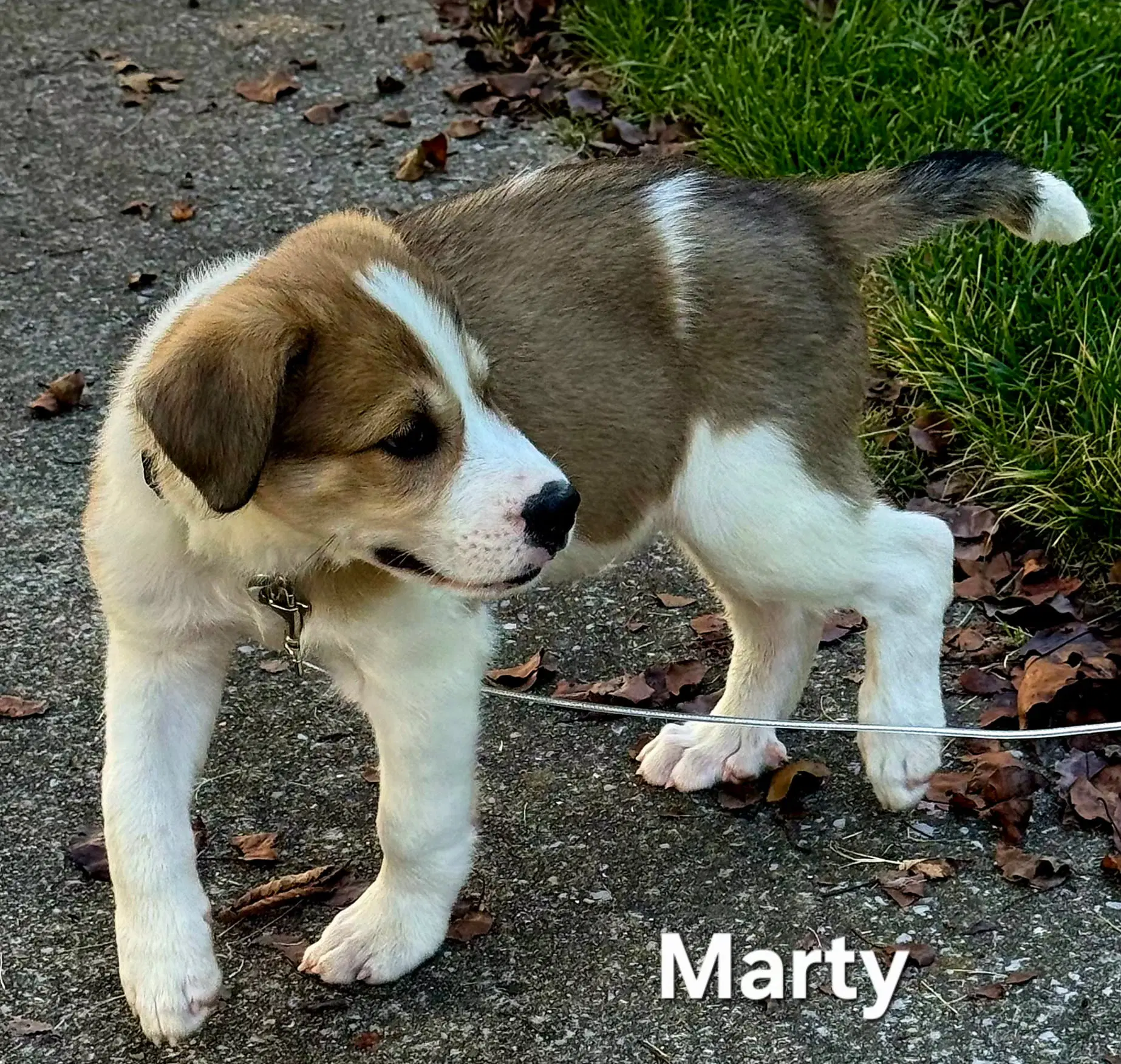 Puppy Marty image 3