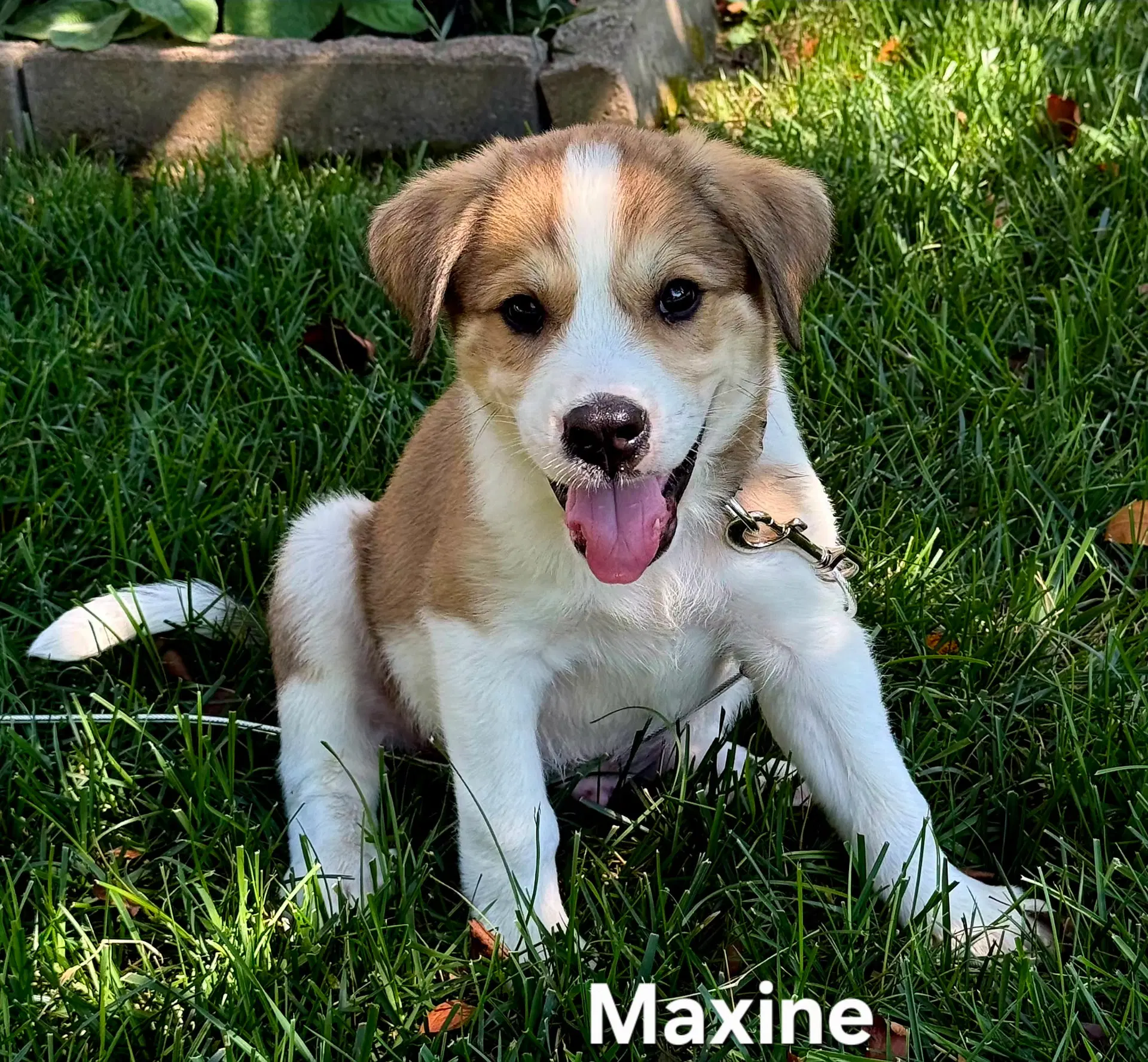 Puppy Maxine - Great Pyrenees