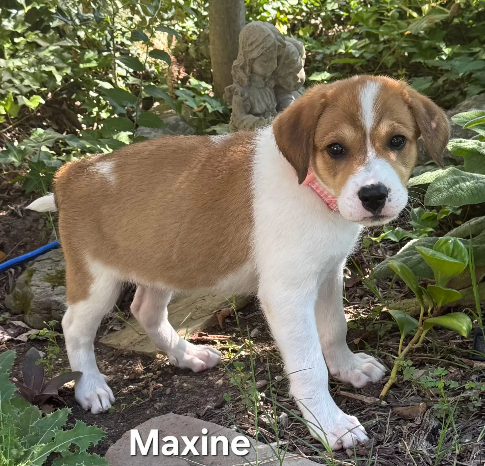 Puppy Maxine image 2