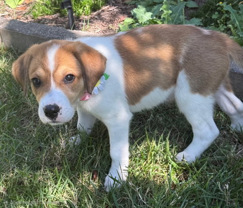 PUPPY MAXINE photo 3