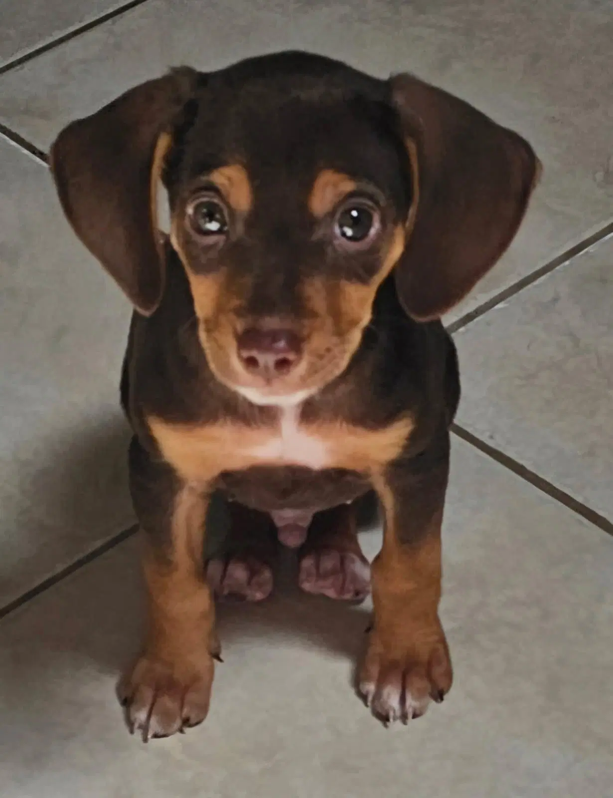 Puppy Ganache - Beagle