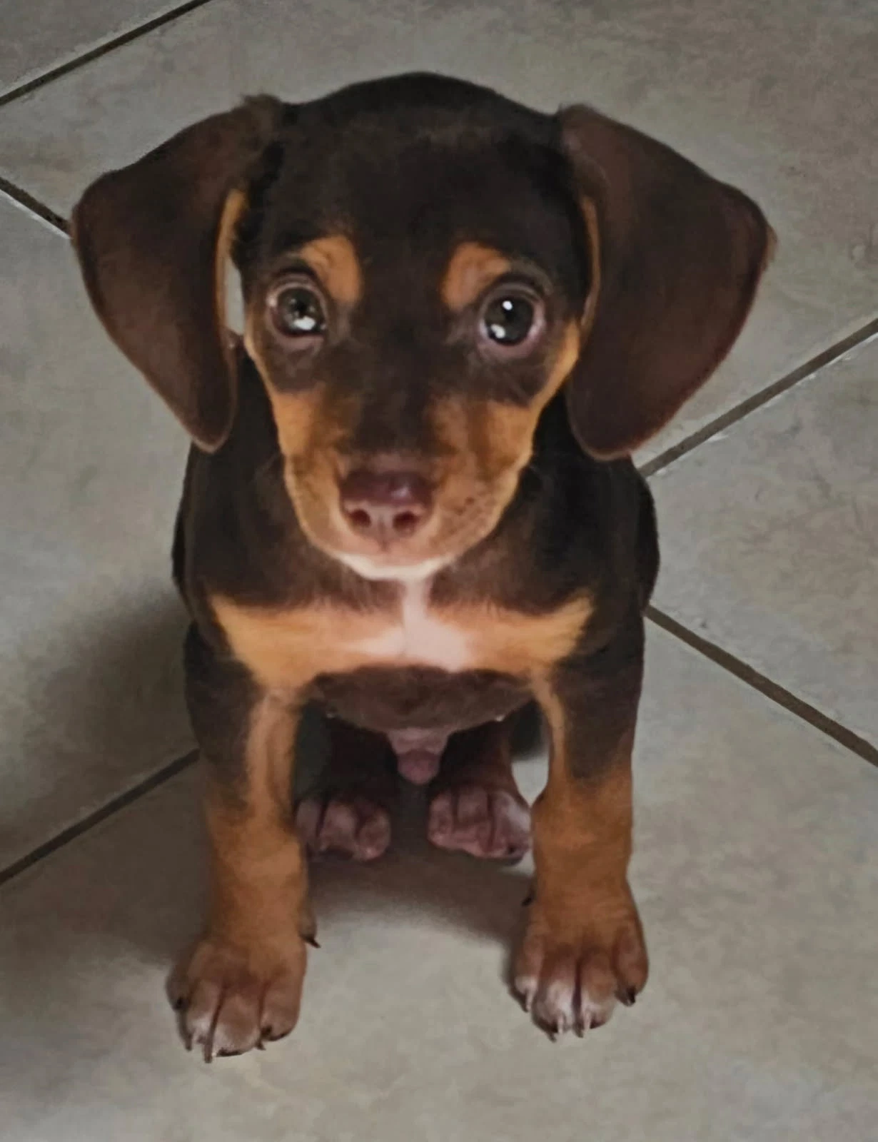 Puppy Ganache