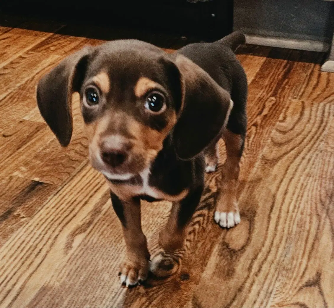 Puppy Ganache image 2