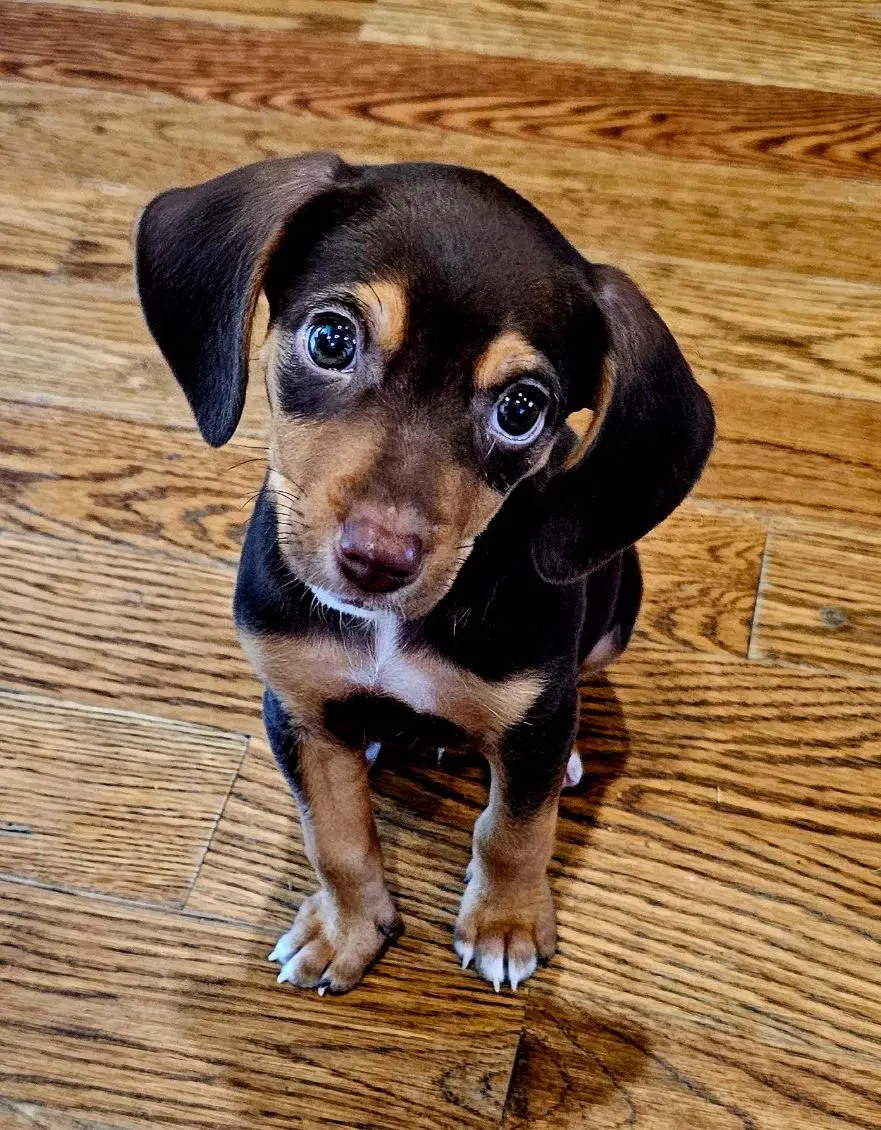 Puppy Ganache image 3