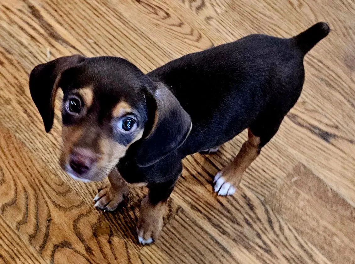 Puppy Ganache image 4