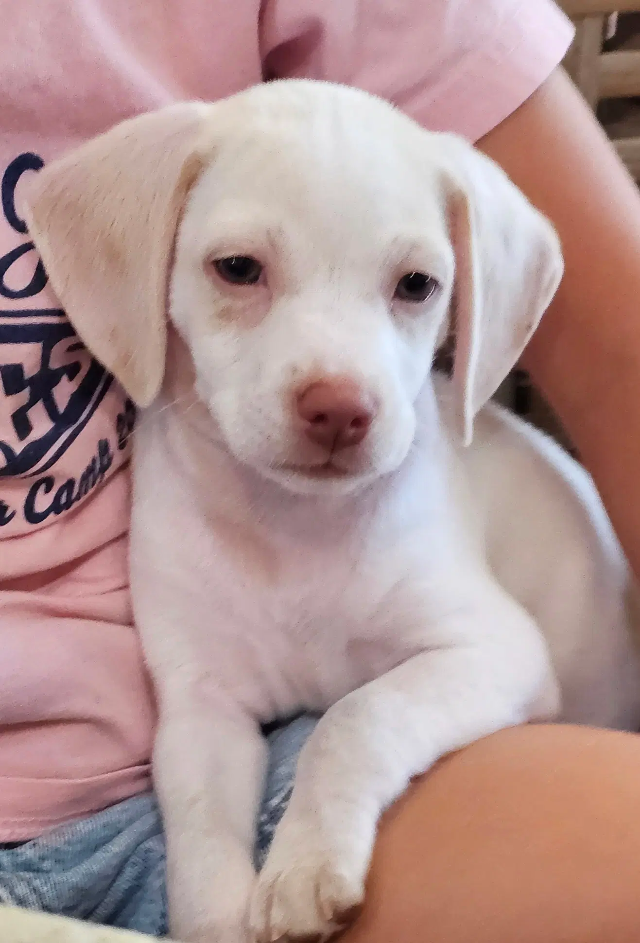 Puppy Glacier - Beagle