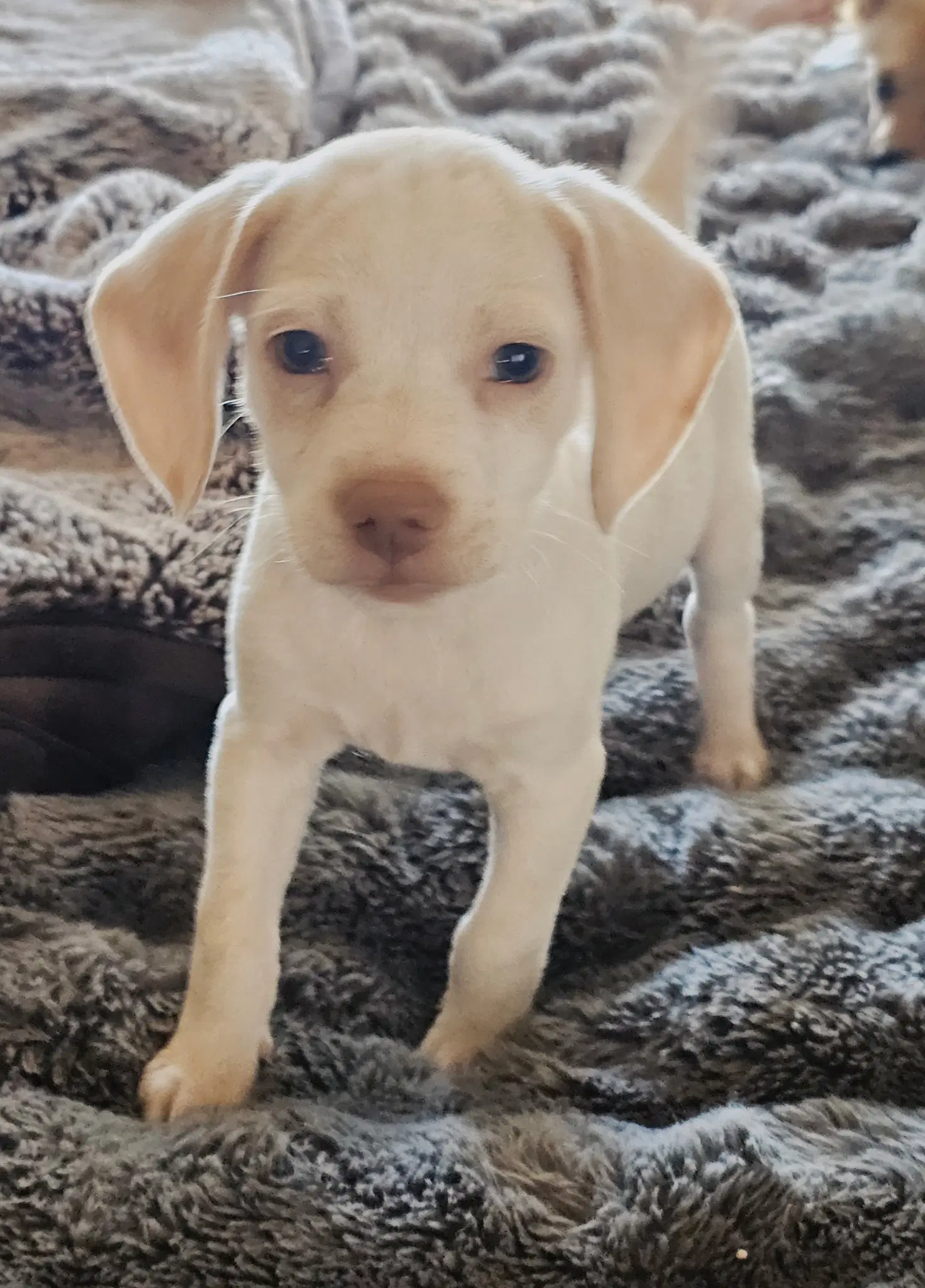 Puppy Glacier image 2