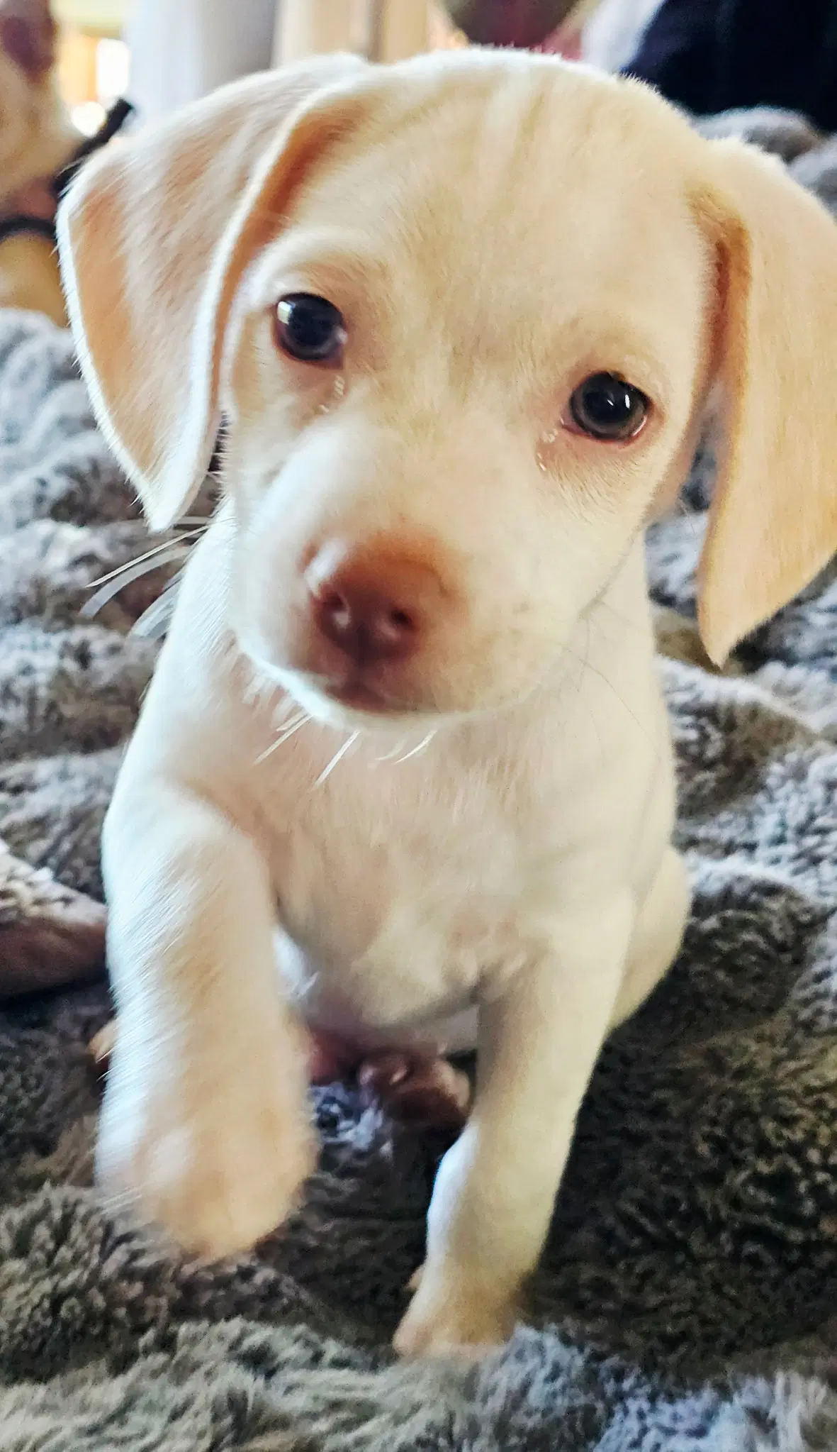 Puppy Glacier image 3