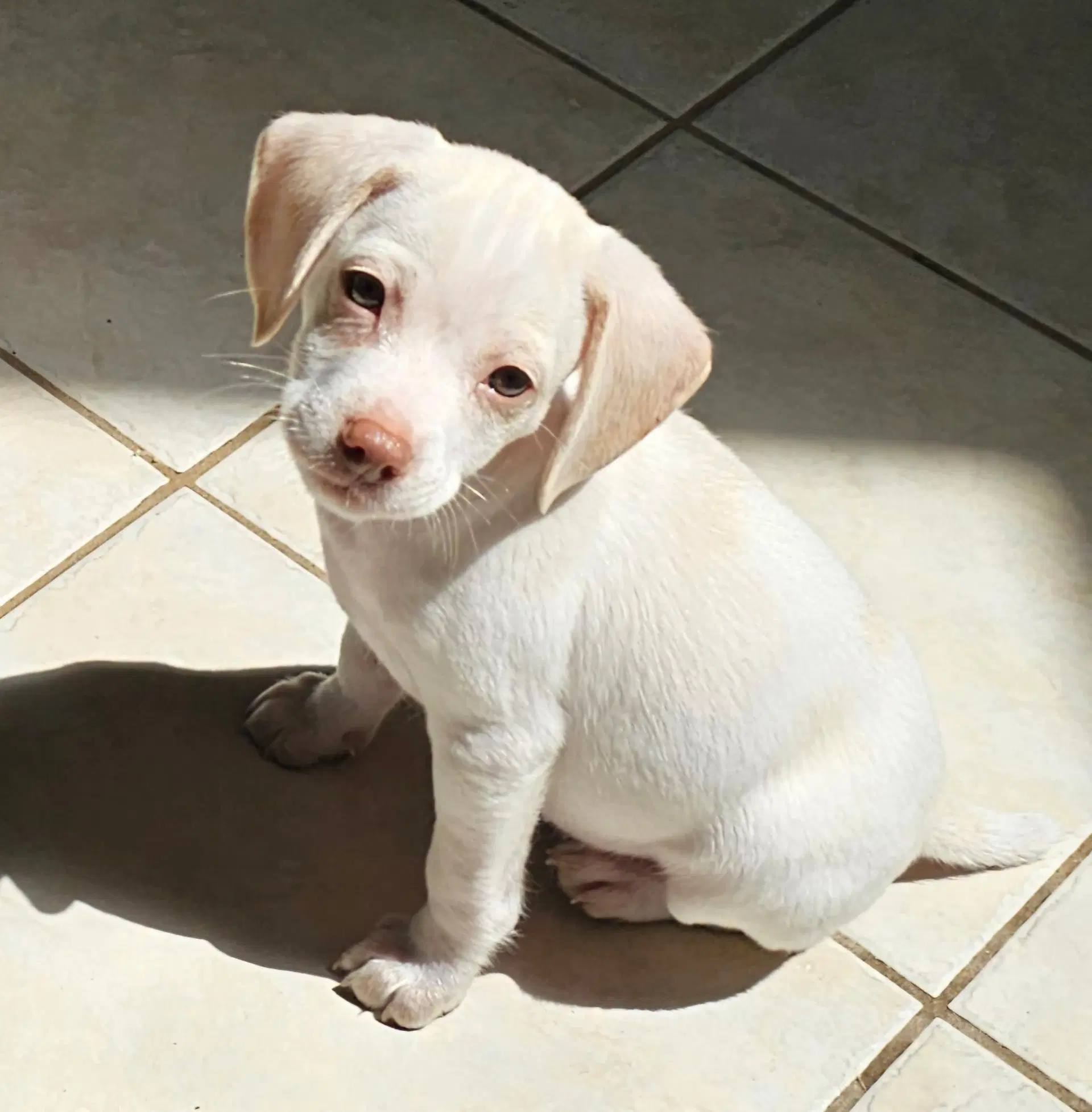 Puppy Glacier image 4