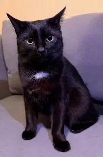 Purple Haze - Domestic Short Hair