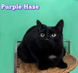 Purple Haze image 2