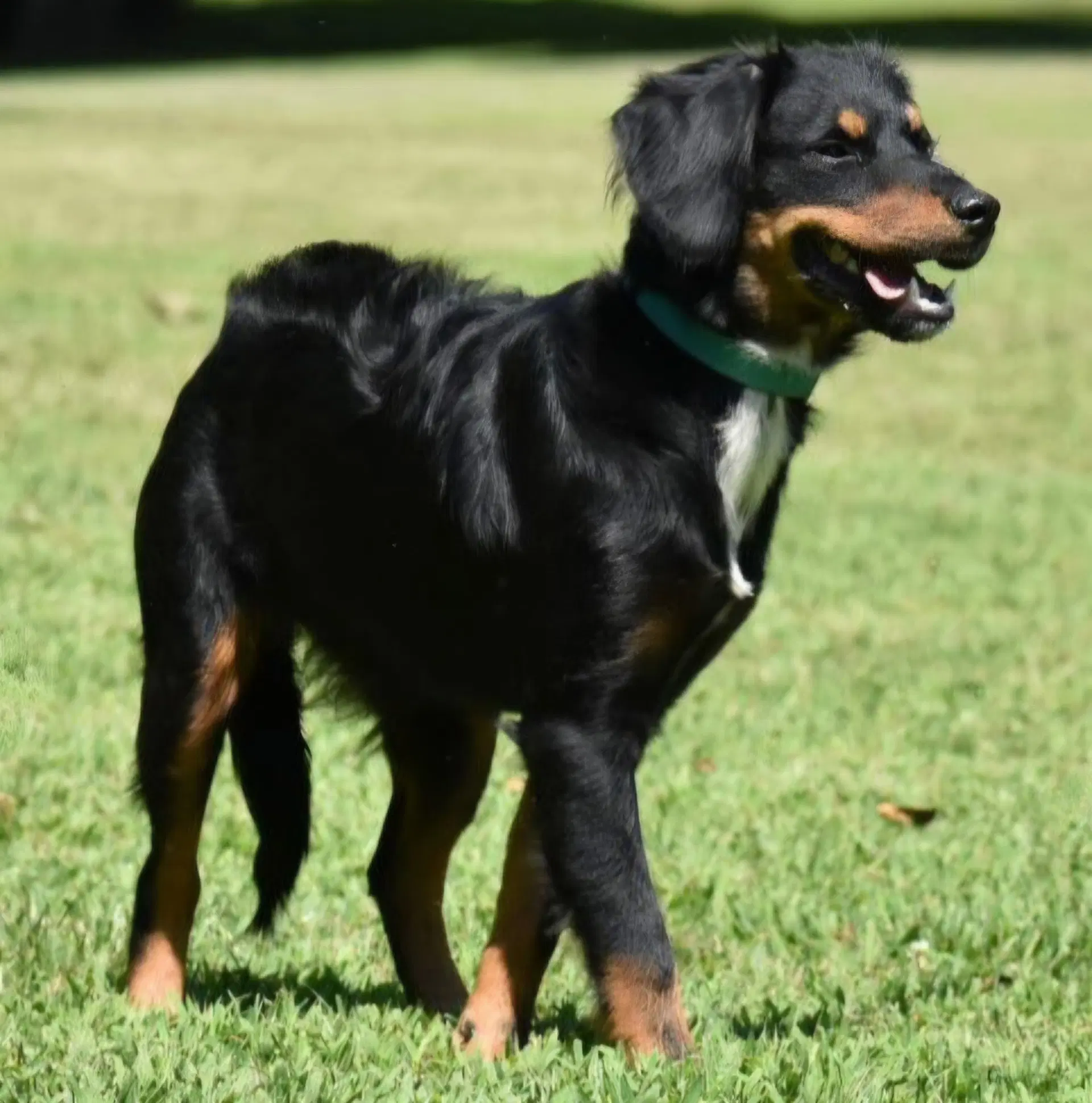 Bailey Girl image 3
