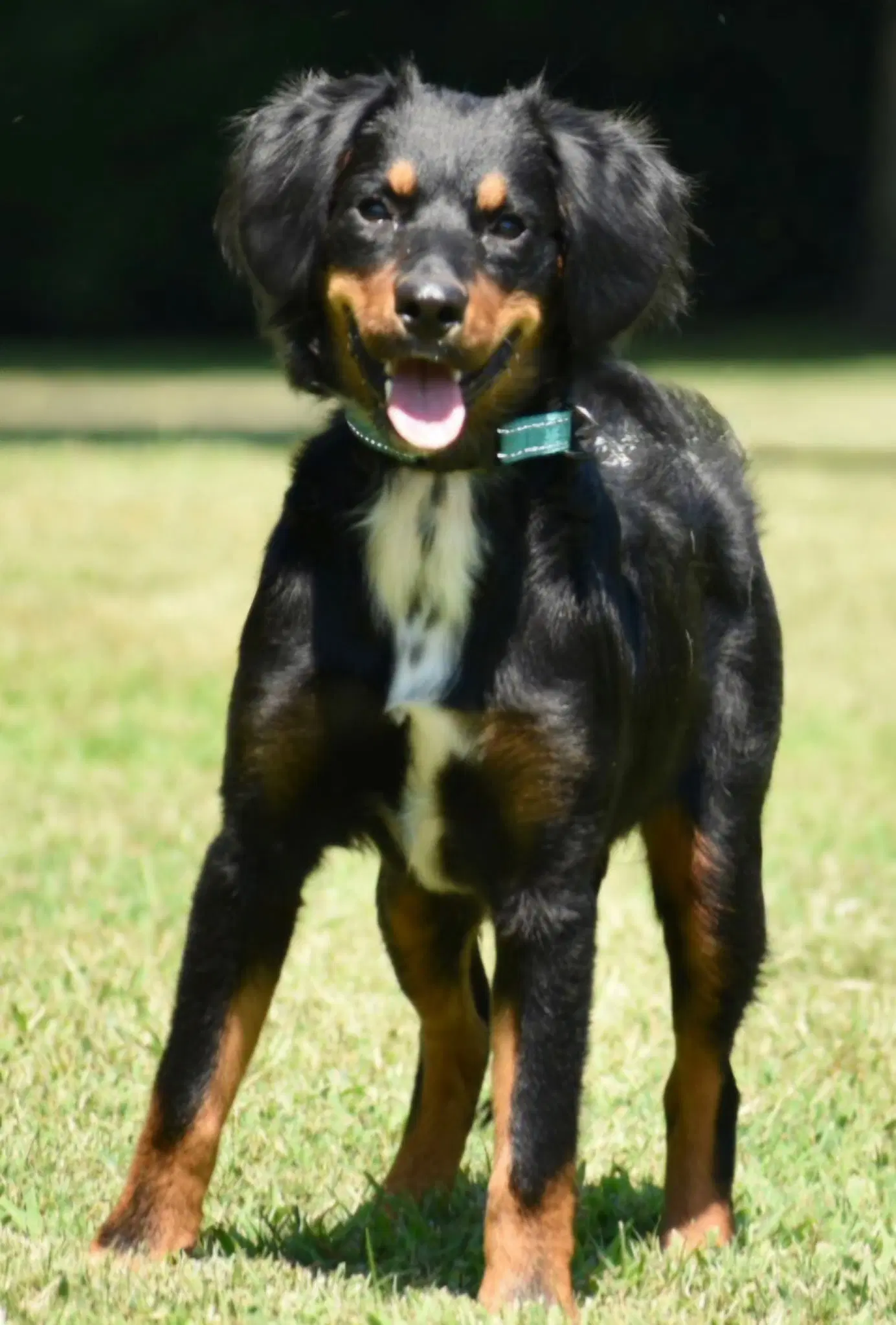 Bailey Girl image 4