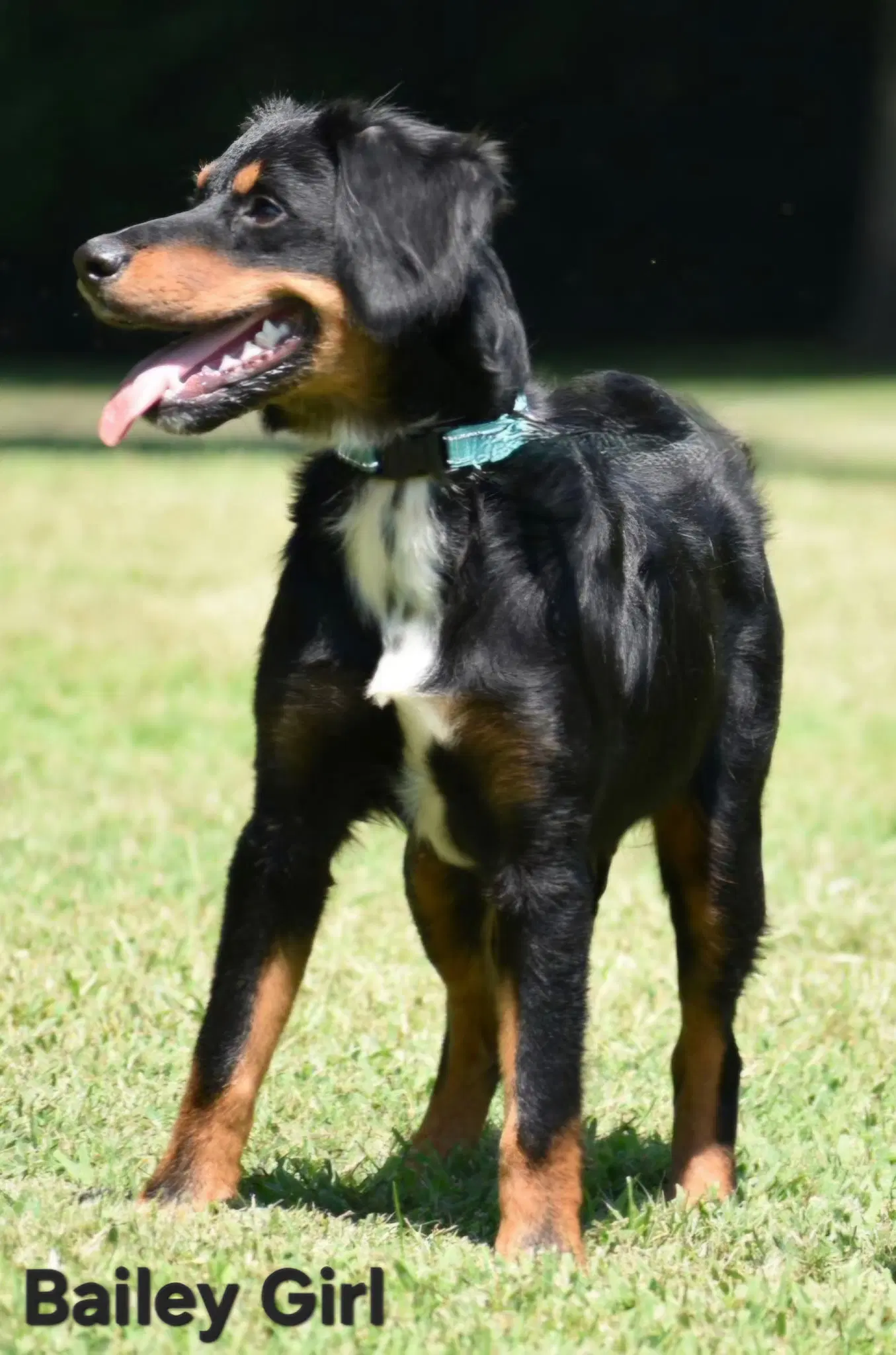 Bailey Girl image 2