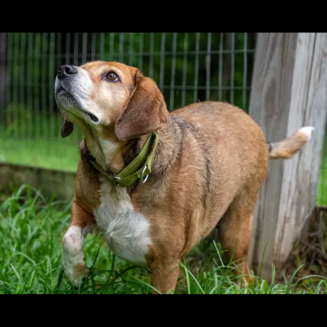 Chance - Beagle