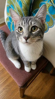 Kitten Jesse