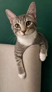Kitten Jesse image 2