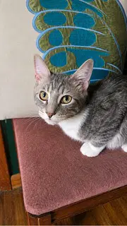 Kitten Jesse image 3