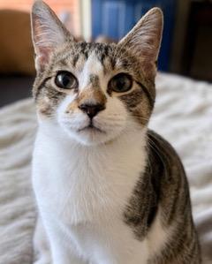 Kitten Pixie Rose