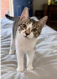 Kitten Pixie Rose image 2
