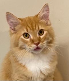 Kitten Phoenix