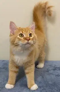 Kitten Phoenix image 2