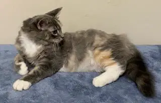 Kitten Pebbles image 3