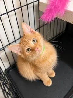 Kitten Floki image 2