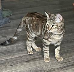 Photo 2 of KITTEN SHILO
