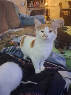 Kitten Carrot Top image 1