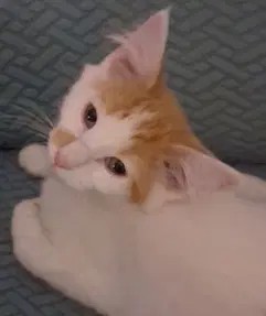 Kitten Carrot Top image 2