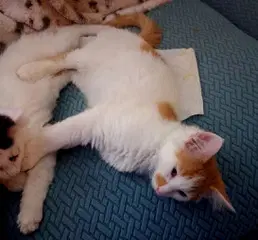 Kitten Carrot Top image 3