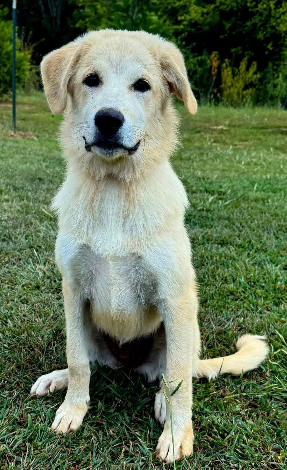 Puppy Tilly image 2