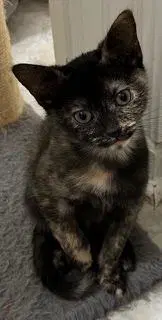 Kitten Checkers image 1