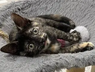Kitten Checkers image 3