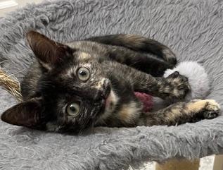 Photo 3 of KITTEN CHECKERS
