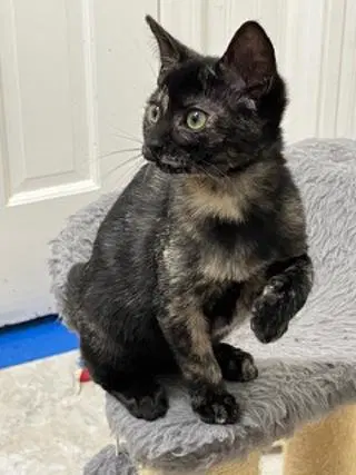 Kitten Skittles image 3