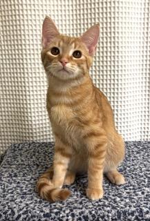 Kitten Sunnytt