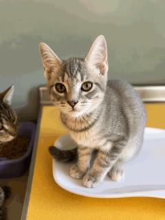 Kitten Weeble