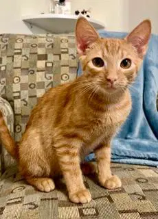 Kitten Dobby - Tabby