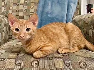 Kitten Dobby image 2