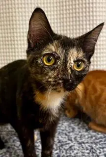 Kitten Lucky Lady image 2