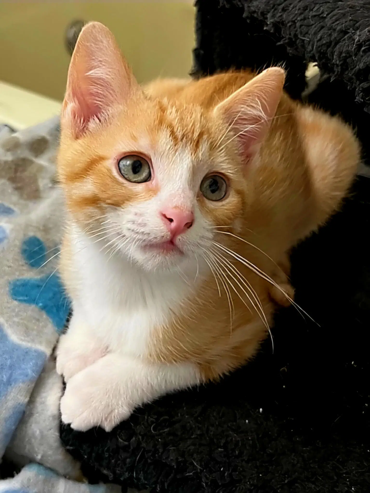 Kitten Benson - Tabby