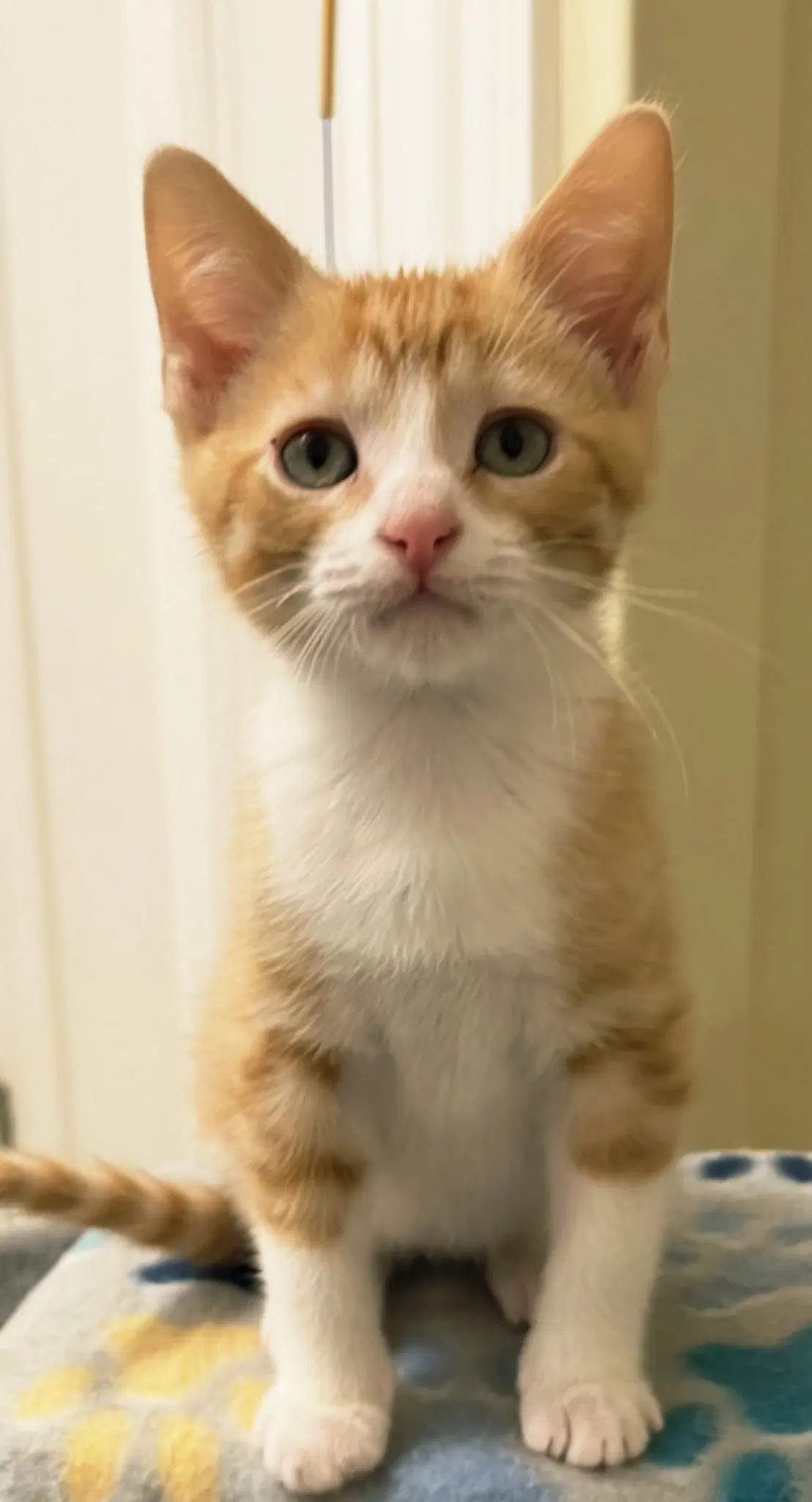Kitten Benson image 2