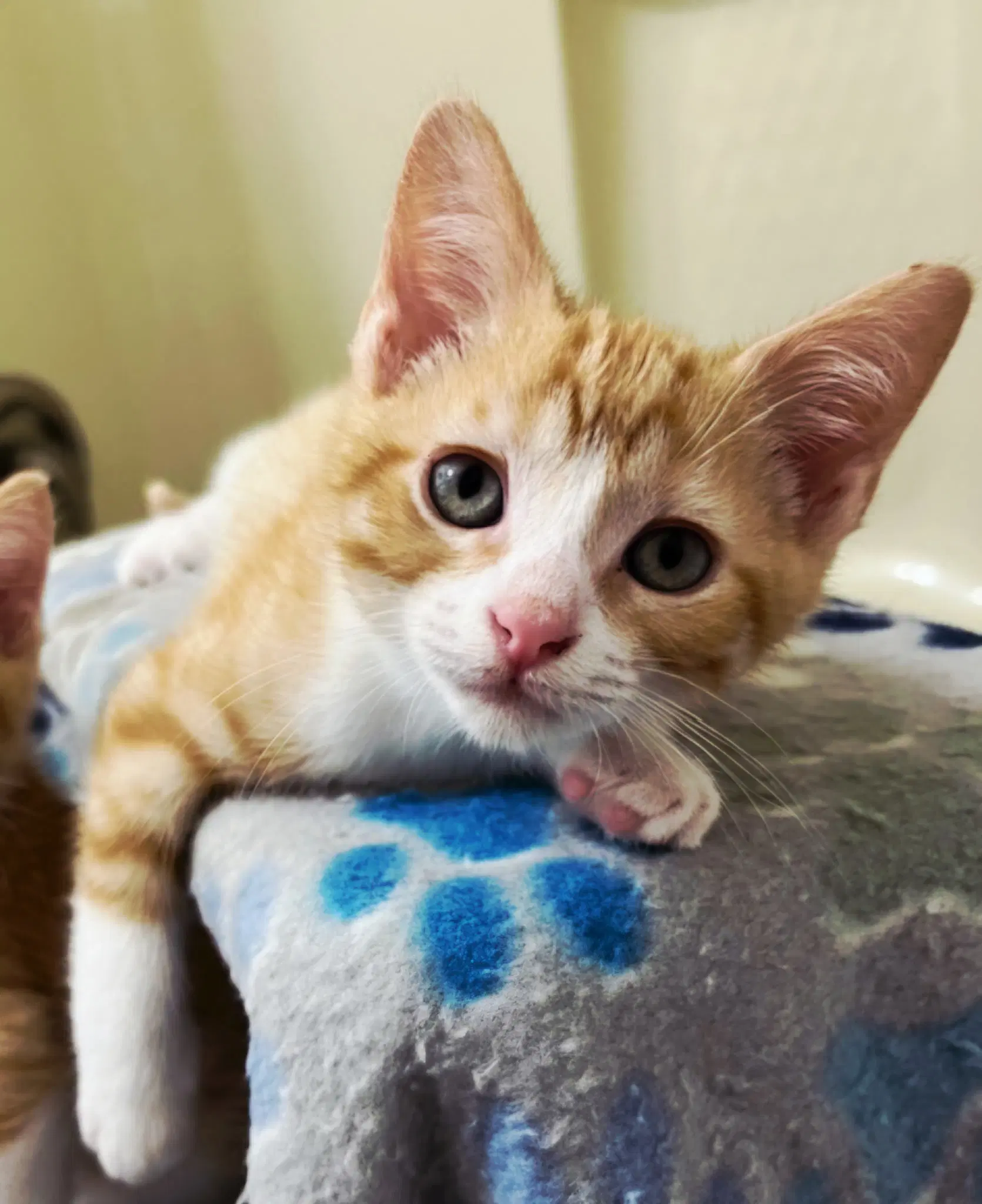Kitten Benson image 3