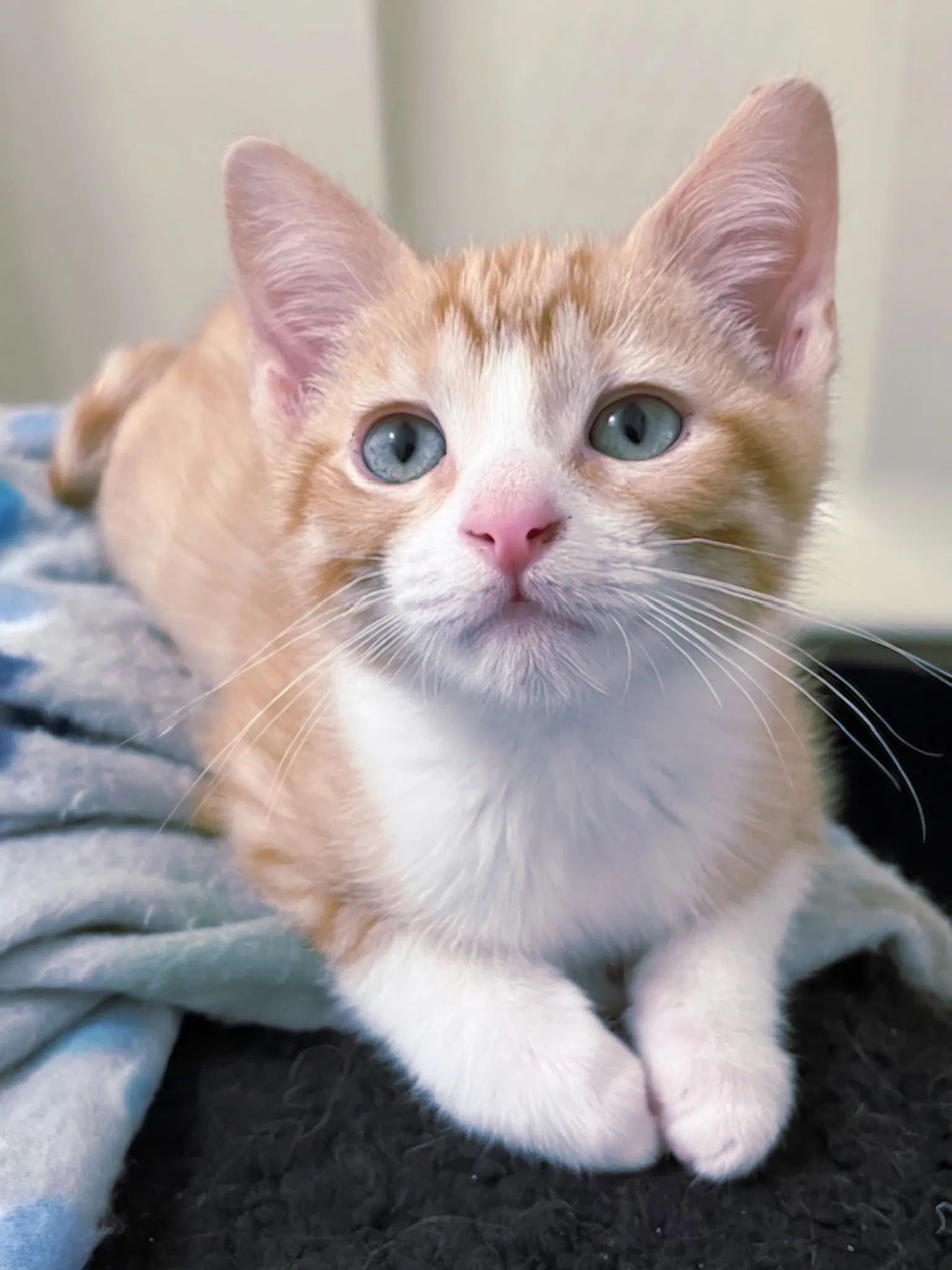 Kitten Benson image 4