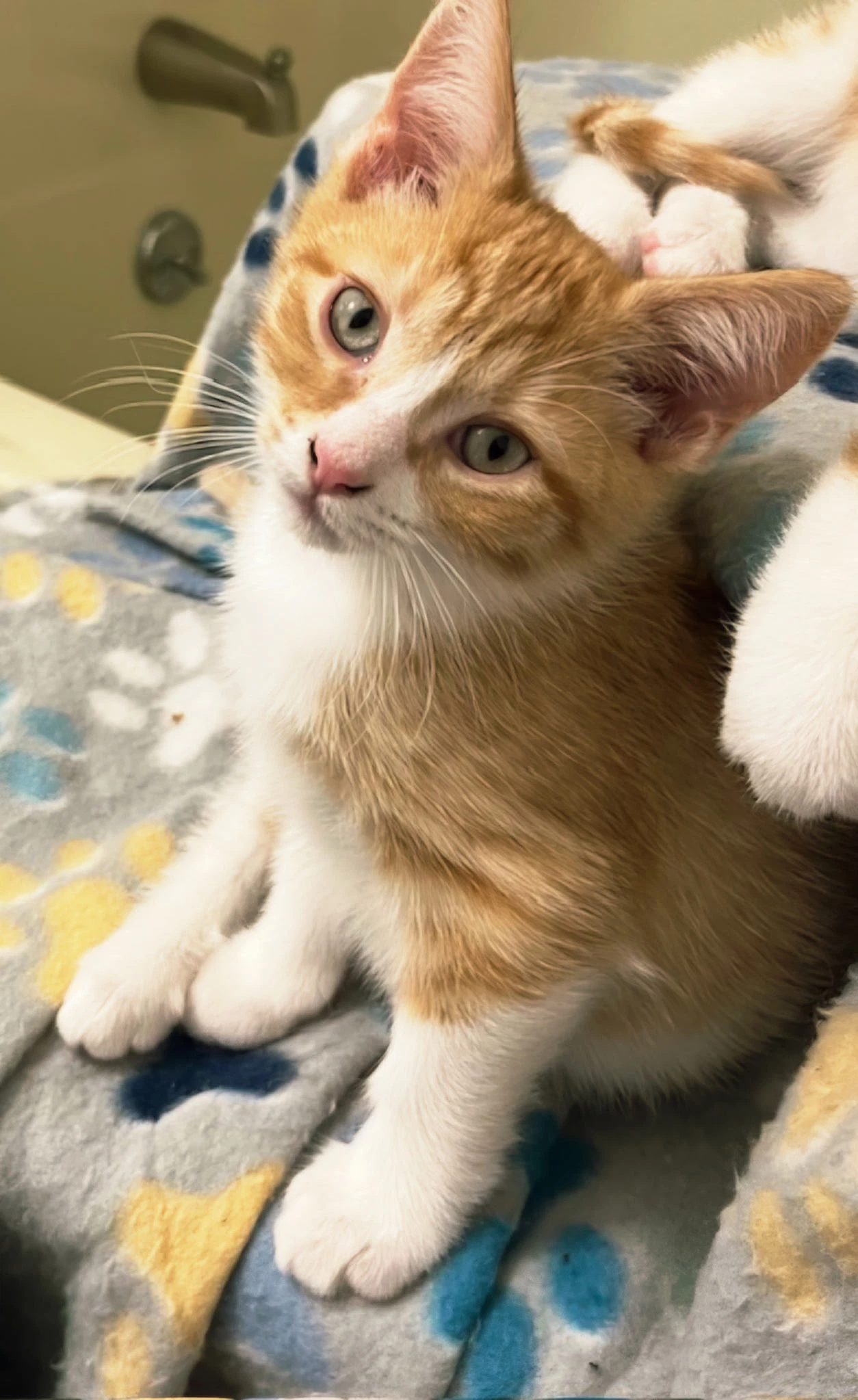 Kitten Bieber