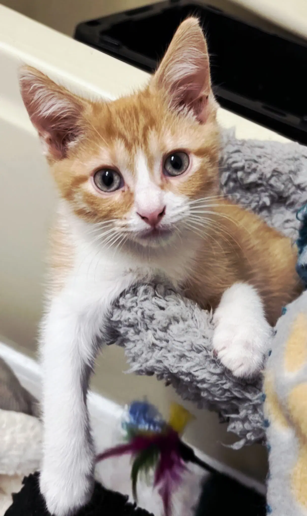 Kitten Bieber image 2