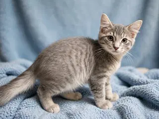 Kitten Ghost - Tabby