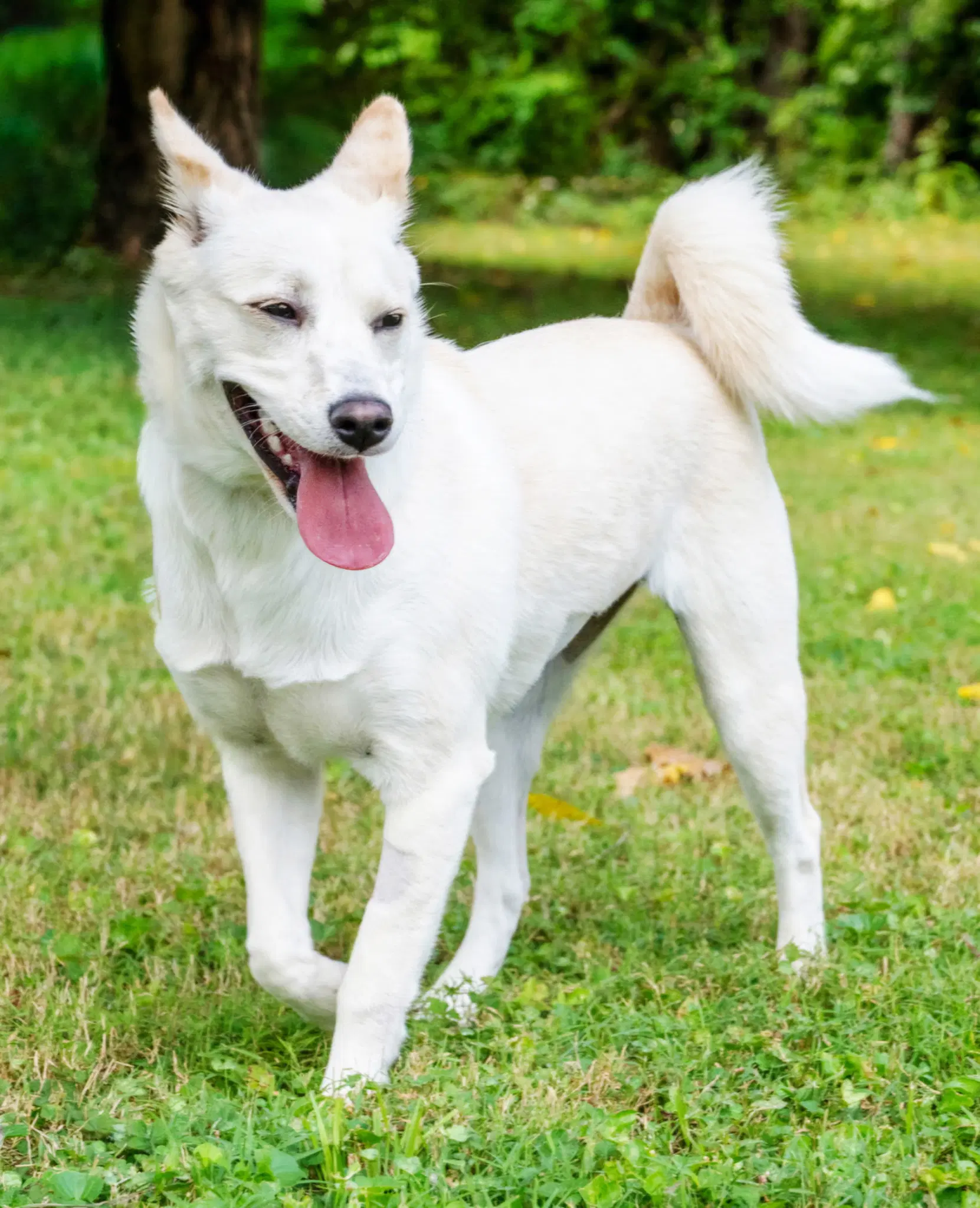 Puppy Savannah White image 2